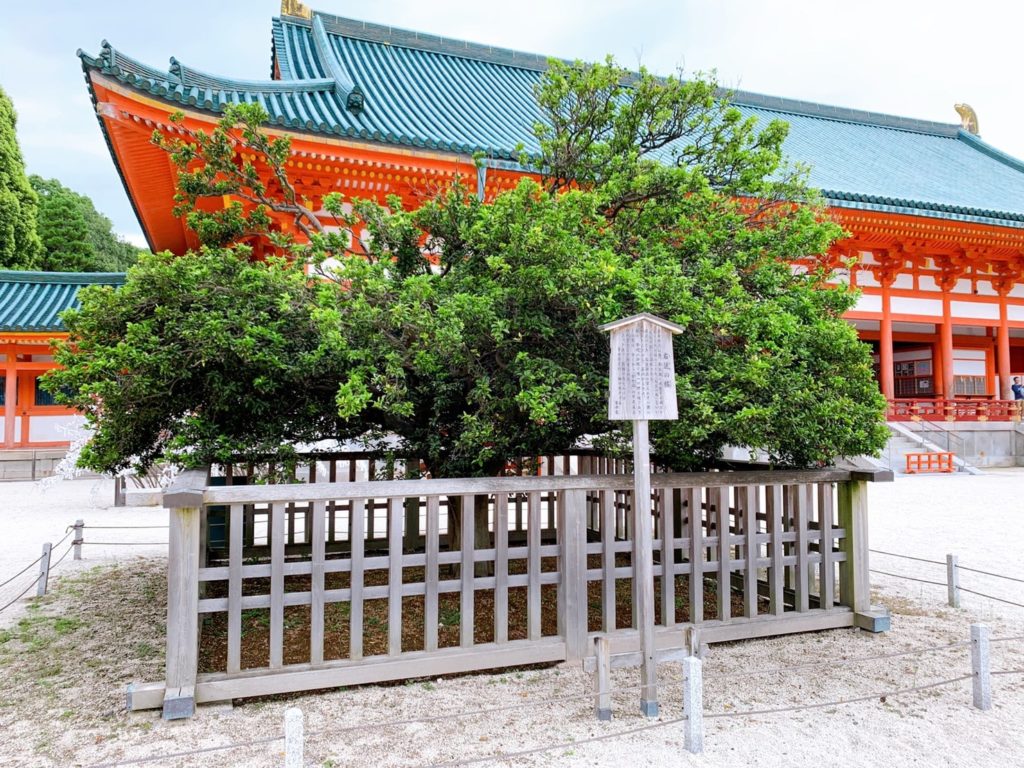 平安神宮　　右近の橘